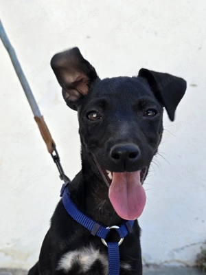 Unsere süße Zuckerschnute Brenda sucht ein neues Kuschelkörbchen