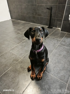 Die letzte Dobermann Dame 