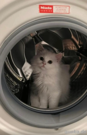 Perser und Chinchilla mix kater