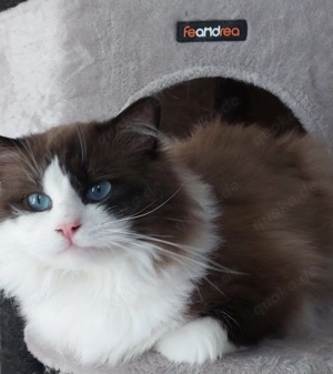 Typvoller Ragdollkater Deckkater mit Stammbaum