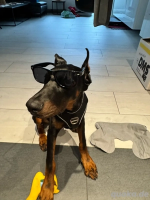 Dobermann Rüde  Rocky    liebevoller, aktiver Familienhund sucht neues Zuhause