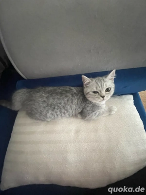 Britisch Kurzhaar 