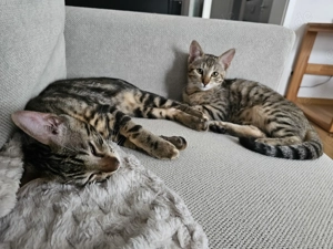 Bengal-Maine Coon Kitten-Geschwister