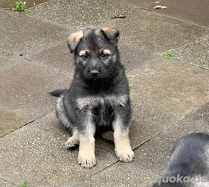 Deutscher Schäferhund Welpen