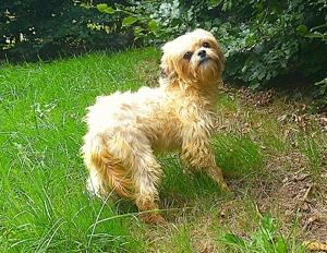 Junge Havaneser Malteser Mix Hündin