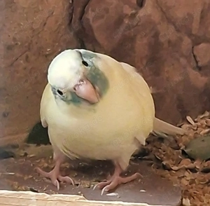 Ziegensittiche Pärchen 