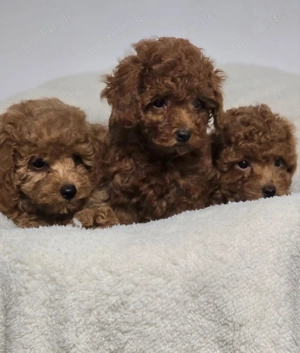 Wunderschöne Toy-Pudel, Pudel Welpen 