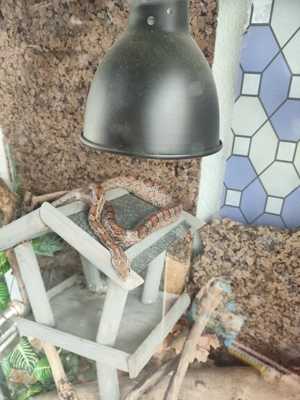 Terrarium 100 x 100 x 50 cm Lampengestell, schloss + Deko 