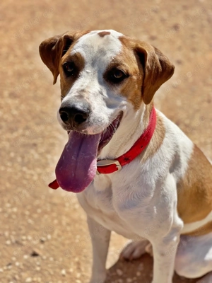 CHARLIE sucht Familienanschluß Bild 5