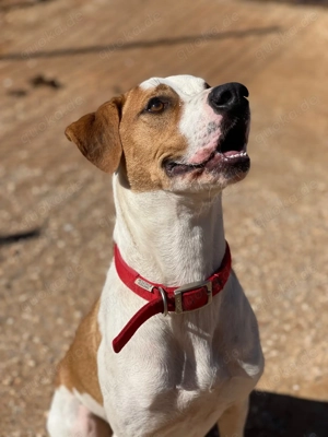 CHARLIE sucht Familienanschluß Bild 6