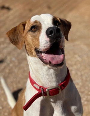 CHARLIE sucht Familienanschluß