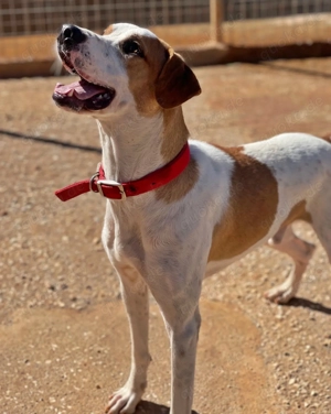 CHARLIE sucht Familienanschluß Bild 3