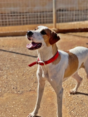 CHARLIE sucht Familienanschluß Bild 4