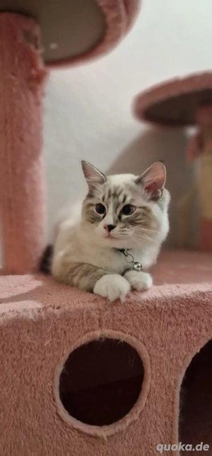 Ragdoll Kitten ab sofort verfügbar