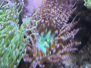 Sandanemone grün für Meerwasser Korallen 