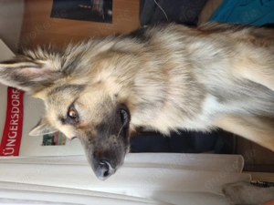 DSH rüde 3 Jahre alt 