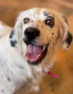 Couch gesucht für SORAYA