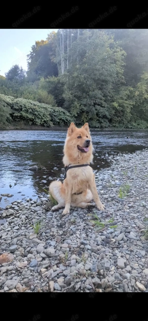 Chowksy Nala 8 sucht liebevolles Zuhause