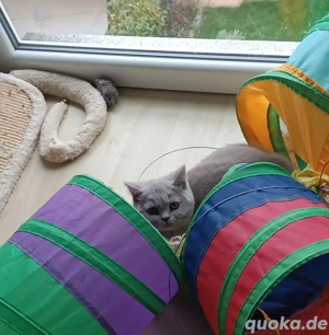 Britisch Kurzhaar Kitten, BKH mit Stammbaum in lilac Bild 7