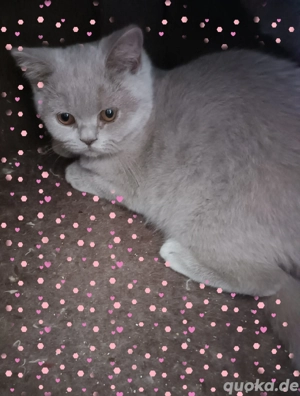Britisch Kurzhaar Kitten, BKH mit Stammbaum in lilac Bild 6