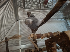 Grau papagei zum hergeben 