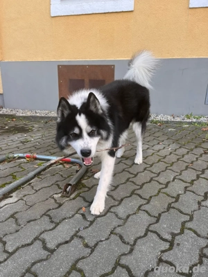 Samojede Husky Malamute Deckrüde(Kein Verkauf)