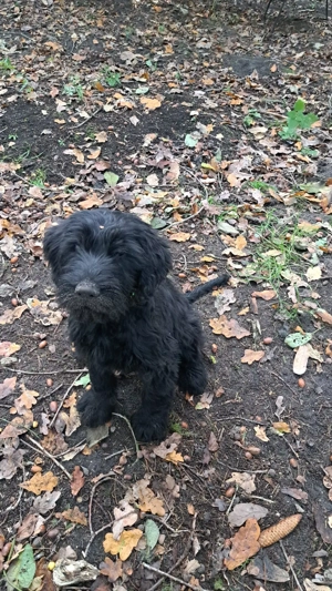 Riesenschnauzer-Welpen abzugeben  weiblich
