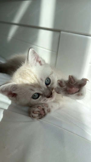 BKH Jungtiere 4 Monate alt 