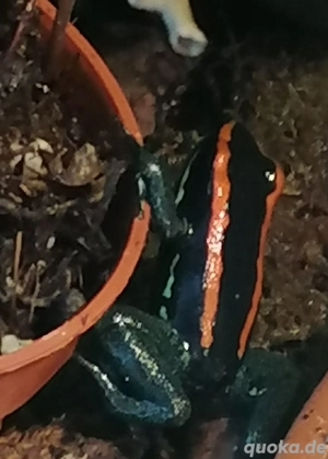 Phyllobates vittatus abzugeben 