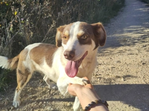 ELLA - eine tolle Freizeitpartnerin (wartet in Rumänien)