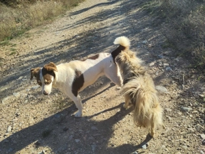 ELLA - eine tolle Freizeitpartnerin (wartet in Rumänien) Bild 8