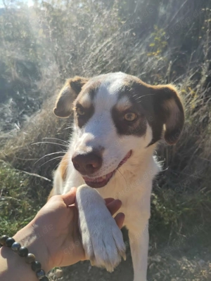 ELLA - eine tolle Freizeitpartnerin (wartet in Rumänien) Bild 4