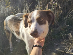ELLA - eine tolle Freizeitpartnerin (wartet in Rumänien) Bild 5
