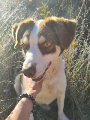 ELLA - eine tolle Freizeitpartnerin (wartet in Rumänien) Bild 6
