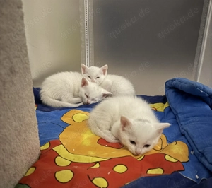 Kitten suchen zuhause ab Mitte Dezember 