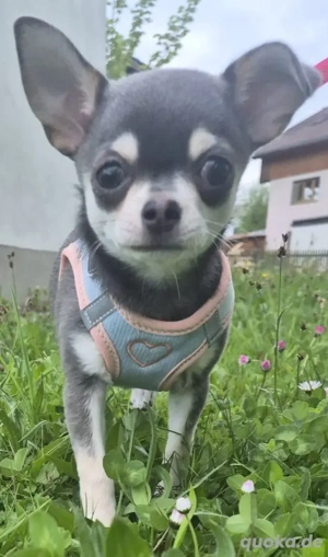 Chihuahua, Hündin,  9 Monate,  Ahnentafel,  vollständig geimpft,  EU Ausweis usw... Bild 2