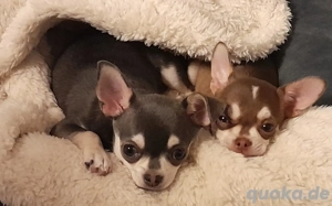 Chihuahua, Hündin,  9 Monate,  Ahnentafel,  vollständig geimpft,  EU Ausweis usw... Bild 3