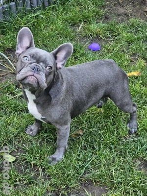 Französische Bulldoggen  