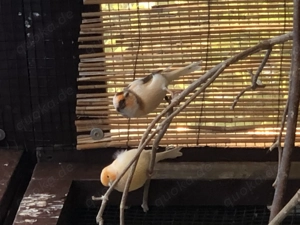 Stanleysittich Paar, Diamant Finken, Kanarienvögel 