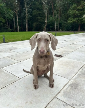 Entzückender Weimaraner-Welpe