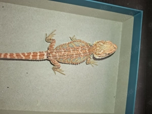 Ich biete 19 gesunde und muntere Bartagamen-Jungtiere (Pogona vitticeps) aus eigener Nachzucht an.