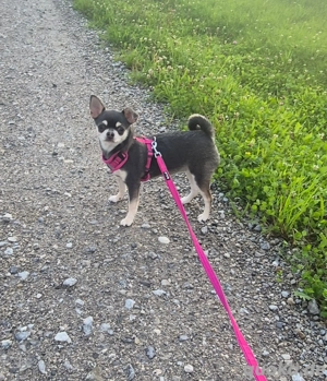 Chihuahua, Hündin,  9 Monate,  Ahnentafel,  vollständig geimpft,  EU Ausweis usw... Bild 5