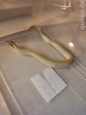 0.1 Heterodon Nasicus Superconda Toffee Bild 2