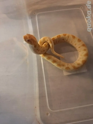 0.1 Heterodon nasicus Arctic Albino Conda Bild 3