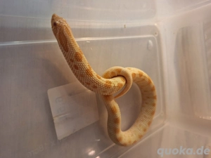 0.1 Heterodon nasicus Arctic Albino Conda Bild 4