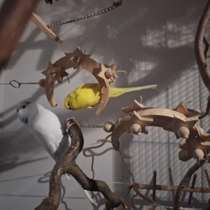 Unterbringung von 2 wellensittiche 