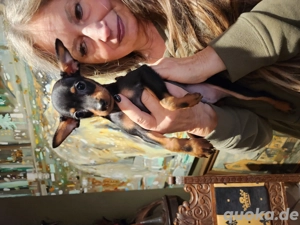 Äußerst kluge reinrassige Prager Rattler