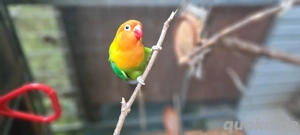 Suche Pfirsichköpfchen, Agaporniden, Unzertrennliche, Zwergpapagei