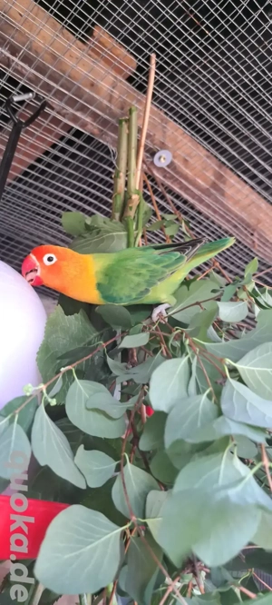 Suche Pfirsichköpfchen, Agaporniden, Unzertrennliche, Zwergpapagei