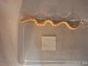 1.0 Heterodon nasicus Albino Conda sunglow Bild 3